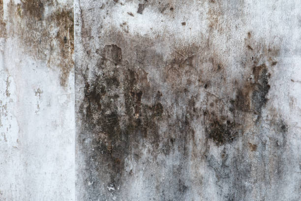 Best Mold Prevention Services  in Dillingham, AK
