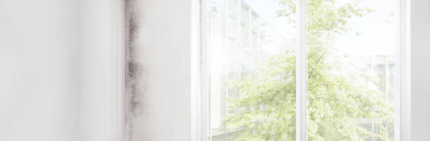 Best Mold Remediation for Healthcare Facilities  in Dillingham, AK